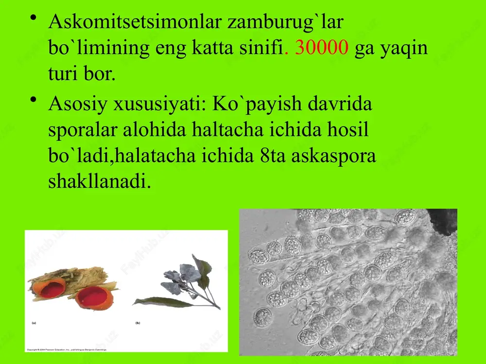 askomitsetsimonlarning chashkasimontanasi - Page 3