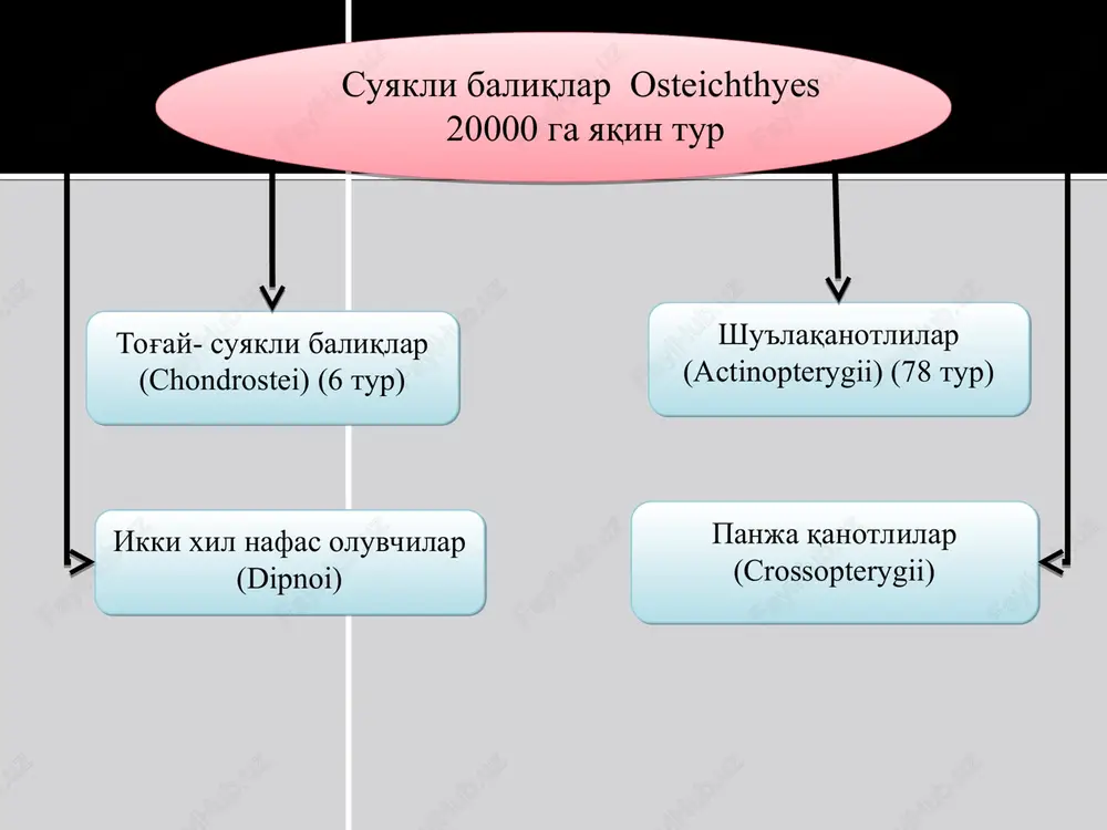 ) kenja sinfi shu'laqanotlilar kenja sinfi vakillarinig juft suzgichlari skeleti elpig'ichsimon joylashgan suyak nurlardan iborat, ya'ni suzgich qanotlarini tashqi suyak nurlari ushlab turadi. kenja sinfning nomi ham shundan olingan. ko'krak juft suzgiich qanotlari gavdasining ikki yonida jabra yoriqlari orqasiga o'rnashgan. qorin juft suzgich qanotlari esa qorin tomonga o'rnashgan. toq suzgich qanotlariga 1 ta yoki 2 ta orqa suzgich qanotlari, dum suzgich qanoti va anal suzgich qanoti kiradi. suyakli baliqlarning barcha suzgich qanotlarini, akulanikiga qarama-qarshi suyak shu'lalar tutib turadi. yumaloq ko'zlarida qovoqlari yo'q. boshining ustki tomonida, ko'zining oldida bir juft burun teshigi bor. tashqi ko'rinishi oq do'ngpeshonali baliq suyakli baliqlarning boshini hisoblamaganda, ularning ko'pchiligining butun gavdasi suyak tangachalar bilan qoplangan. suyak tangachalar tomga yopiladigan cherepitsaday bir-birining ustiga yotadi. har qaysi tangacha yumaloqlashgan yupqa plastinkadan iborat bo'lib, asosiy qismi teri ichida turadi, tashqi cheti esa mayda arra tishli bo'ladi. bunday tangachani ktenoid tangacha deyiladi, olabug'asimonlarda ktenoid tangacha bo'ladi. suyakli baliqlarning ayrim turlarida …