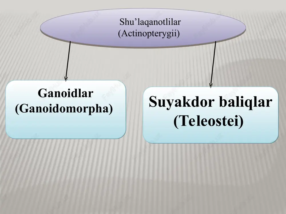 a’lum darajada oraliq o‘rinni egallaydi. gavdasi sikloid tangachalar bilan qoplangan. ularning spiral klapanlari va arterial konusi rudiment holida bo‘ladi. dumida qora xoli bor. ular tunda faol. qishda chuqur joylarda karaxt bo‘lib yotadi. voyaga yetgan amiyalar qisqichbaqasimonlar, mollyuskalar, ba’zan baliqlar bilan oziqlanadi. yosh baliqlar faqat umurtqasiz hayvonlar bilan oziqlanadi. amiyalar, asosan aprel-may oylarida suv harorati +25 °c atrofida bo‘lganda urchiy boshlaydi. urchish paytida amiyalarning erkagi suvning qirg‘og‘iga yaqin kelib, chuqurligi 25-40 sm bo‘lgan sayoz joylarda suv o‘tlaridan uya yasaydi. uyasining shakli tarelkaga o‘xshash bo‘lib, sathi 40-60 sm atrofida. uvildirig‘ining soni 70 mingtagacha boradi, tuxumlarini erkagi qo‘riqlaydi. amiyalar boshqa baliqlarni qirib ziyon yetkazadi. ularning go‘shti qattiq va bemaza. shuning uchun ovqatga ishlatilmaydi. amia calva amia calva katta turkumga 19 mingdan ortiq tur. 30 dan ortiq turkum. 4278 taga yaqin avlod kiradi. j.s. nelson, 2006; ko‘ra hozirgi vaqtda uchraydigan baliqlar turini 96 % suyakdor baliqlar (teleostei) katta turkumi. bu turkumga eng sodda tuzilgan …