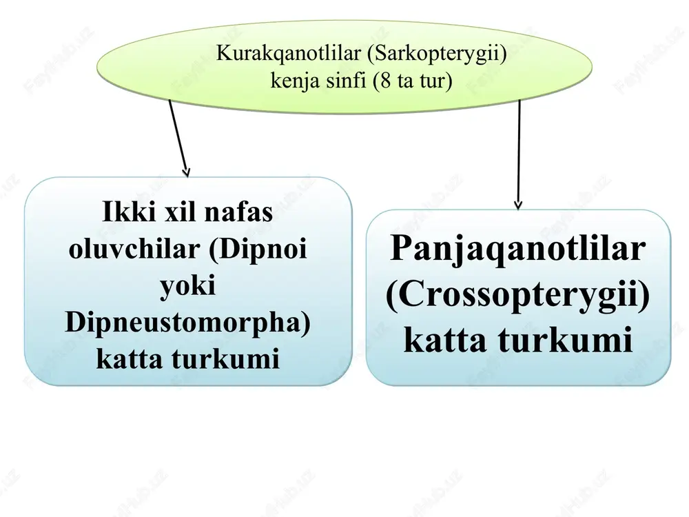 qon aylanishi sxemasi: 1-4-i-iy-juft arteriya yoylari, 5-orqa aortasi, 6-qorin aortasi, 7-o’pka arteriyasi, 8-o’pka venasi. * neoseratodlar (neoceratodus) urug‘i va bitta neoseratod, ya’ni avstraliya shoxtishi (neoceratodus forsteri) turi bor va u shimoli-sharqiy avstralyaning kvins-lend daryosida uchraydi. bu baliqning uzunligi 175 sm ga va og‘irligi 10 kg ga yetadi. o‘pka xaltasi toq, jabralari yaxshi rivojlangan. o‘pka va jabralar bilan nafas oladi. neotseratod o‘simlik qalin o‘sgan, yozda suvi kamayib, kislorod kam bo‘lgan havzalarida ham yashay oladi. bunday hollarda baliq suv yuzasiga ko‘tarilib, o‘pkasi bilan nafas oladi. kuzda suvning ko‘payishi bilan jabralar orqali nafas olishga o‘tadi. ko‘p vaqtini suv tubida o‘tkazadi, qisqichbaqasimonlar, chuvalchanglar va mollyuskalar bilan oziqlanadi. sentyabr-oktyabr oylarida o‘simliklar orasiga tuxum qo‘yadi, o‘zgarishsiz rivojlanadi. ular botqoqli suv va sekin oqar daryolarda yashaydi, suv tubida suzib yuradi yoki suv tubida yotadi. neoseratodning go‘shti mazali, soni kamayib ketgan. shoxtishlilar yoki bir o‘pkalilar neoceratodus forsteri neoceratodus forsteri neoceratodus forsteri neoceratodus forsteri neoceratodus forsteri neoceratodus forsteri bir-biriga …