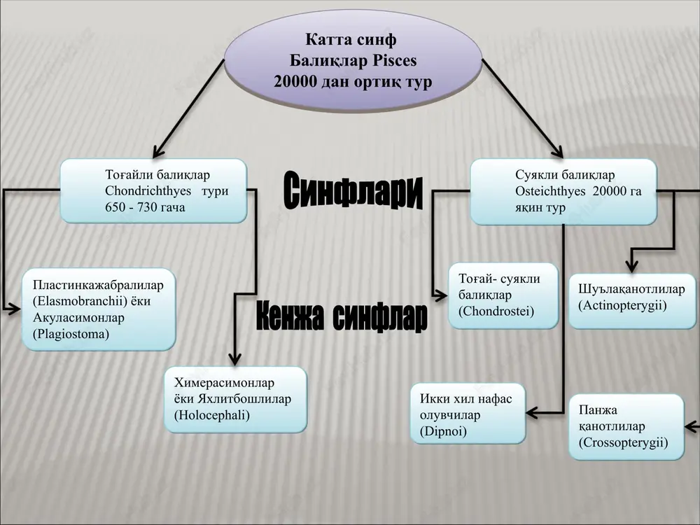 eri sezuv organlari o'rnashgan kanal bilan qo'shiladi. teri qoplami akulalarning tangachalari akula tangachalari tog'ayli baliqlarning skeleti tog'ay to'qimadan hosil bo'lgan va u quyidagi bo'limlarga bo'linadi: bosh skeleti, o'q skeleti (umurtqa pog'onasi), juft suzgich qanotlari va ularning kamarlari skeleti hamda toq suzgich qanotlari skeleti skeleti akula skeletining sxemasi:1–umurtqalari, 2–umurtqalarining ustki yoylari, 3–umurtqalarining pastki yoylari, 4–qovurg'alari, 5–miya qutisi, 6–hidlov kapsulasi, 7–eshituv kapsulasi, 8–jabra yoyi, 9–tilosti yoyi, 10–tanglay-kvadrat tog'ay, 11–mekkel tog'ayi, 12–radialiyalar, 13–elka kamari, 14–chanoq kamari, 15–bazaliyalar. akulaning bosh skeleti ikkita bo'limga, ya'ni miya qutisi va vistseral (og'iz va jabra apparatlari skeleti) ga bo'linadi . miya qutisining tepa qopqog'i faqat tog'aydan tuzilgan. bosh miyani orqa tomondan ensa o'rab turadi, bu bo'limda katta ensa teshigi bo'ladi. bosh miya ensa teshigi orqali orqa miya bilan qo'shiladi. eshituv kapsulalari ko'z kosasining orqasida, eshituv bo'limining yon devorlariga joylashgan. ko'z soqqalari joylashgan chuqurcha – ko'z kosalari miya qutisi oldingi qismining ikki yonida o'rnashgan. miya qutisining ensa bo'limiga tananing …