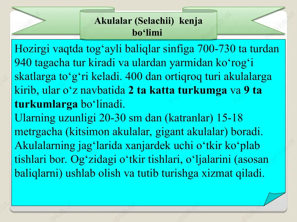 va 100 ga yaqin tur kiradi. keng tarqalgan, uzunligi 25-30 sm dan 6 metrgacha boradi. yelkasida 2 ta suzgich qanoti bor, anal suzgich qanoti bo‘lmaydi. katransimonlar, ya’ni tikanli akulalar (squaliformes) turkumi 20-ga yaqin tur kiradi. tikanli akula (squalus acanthias) eng keng tarqalgan akulalardan biri bo‘lib, faqat sovuq arktika va atlantika suvlarida uchramaydi. bu akula qora, barets, oq, yapon va bereng dengizlarida tarqalgan. tikanli akula dengizning sohiliga yaqinroq joylarida to‘da bo‘lib ko‘chib yuradi. tikanli akulalarning uzunligi 20-30 sm dan 1 m gacha, og‘irligi 14 kg gacha keladi. orqasida 2 ta toq orqa suzgich qanotlari bor. tikanli akulalarning bu suzgich qanotlarining oldida 1 tadan o‘tkir suyakli tikanlari bor. go‘shti mazali bo‘lgani uchun ovlanadi. tikanli akulalar tuxumdan tirik tug‘ib ko‘payadi. 12 tagacha tuxum qo‘yadi. tikanli akulalar, ya’ni katransimonlar (squalidae) oilasi tikanli akula tikanli akula bu turkumning 1 ta arraburun akulalar (pristiophoridae) oilasi, 2 ta urug‘i va 4-5 ta turi bor. arraburun akula (pristiophorus …