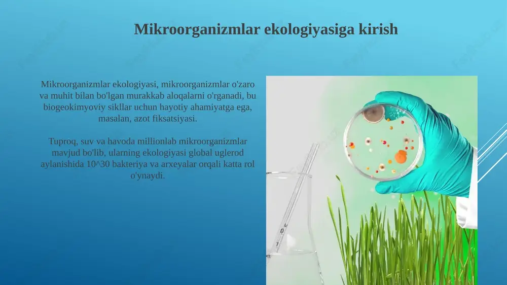 kroorganizmlari, masalan, bakteriyalar va zamburug'lar, organik moddalarni parchalaydi va shu bilan azot, fosfor va kaliy kabi muhim ozuqa moddalarini o'simliklar uchun foydali shakllarga aylantiradi. azot aylanishi bakteriyalar orqali amalga oshiriladi: azot fiksatsiya qiluvchi bakteriyalar atmosferadan azotni ammiakka aylantiradi, nitrifikatsiya qiluvchi bakteriyalar ammiakni nitrit va nitratga aylantiradi, denitrifikatsiya qiluvchi bakteriyalar nitratni azot gaziga aylantiradi. mikroblar va o'simliklar o'rtasidagi munosabatlar mikroblar o'simliklar bilan mutualistik munosabatda bo'lishi mumkin, masalan, rizobiyalar dukkakli o'simliklar ildizlarida azot fiksatsiyasini ta'minlab, o'simlik o'sishiga 70-80% hissa qo'shadi. ba'zi zamburug'lar o'simlik ildizlari bilan mikoriza hosil qilib, o'simlikka suv va ozuqa moddalarini samarali qabul qilishga yordam beradi, natijada hosildorlik 20-30% gacha oshadi. suv mikroflorasining ekologik ahamiyati suv mikroflorasi o'z-o'zini tozalash jarayonida muhim rol o'ynaydi, organik moddalarni parchalanadi va suv havzalarida detrit massasining shakllanishiga olib keladi. fitoplankton, suv mikroflorasining asosiy qismi, fotosintez orqali kislorod ishlab chiqaradi, bu esa suv ekosistemalarida hayot uchun juda zarur bo'lgan 50-85% kislorod bilan ta'minlaydi. havo mikroflorasining inson …