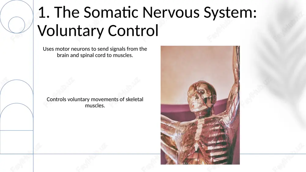 human nervous system - Page 3