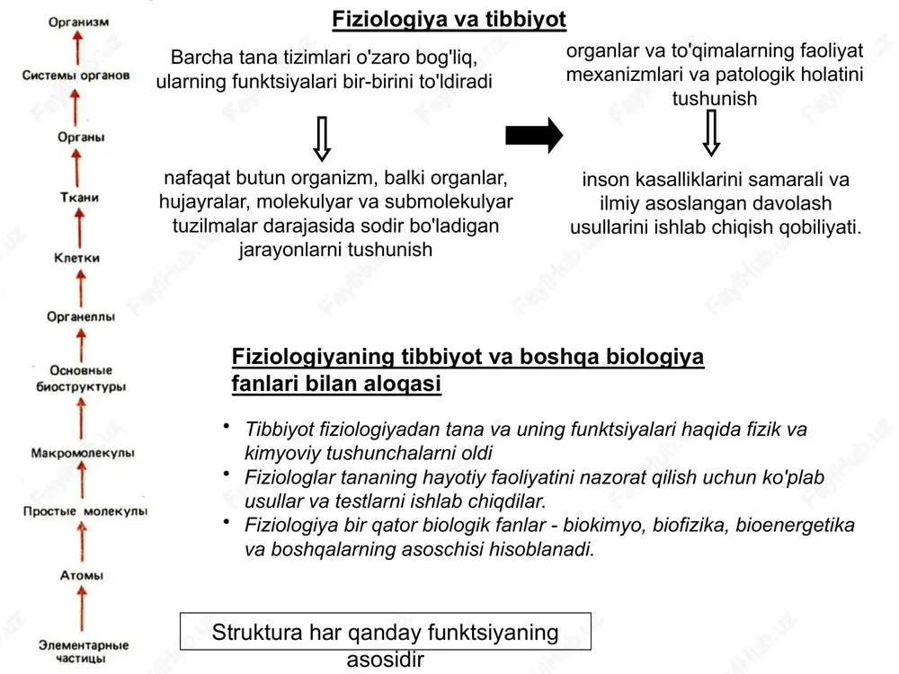 sirini nazorat qilish va boshqarish + o'zgaruvchan atrof-muhit sharoitlariga moslashish asab tizimi (sezgi, markaziy va motor bo'limlari) + endokrin tizim (gormonlar) tartibiy qo'yish tizimlarining faoliyat prinsi̇plari aloqa - boshqaruv tizimlarining ishlashning asosiy printsipi tizimga ta'sir qiluvchi buzilish kuchayadi va kuchaytirilgan signal uning belgisini o'zgartirmasdan tizim kirishiga beriladi. chiqishdan kirishga keladigan signalning belgisi teskari tomonga o'zgaradi. teskari signal boshqariladigan tizimning holatini taxminan ma'lum darajada barqarorlashtiradi. shuvchi maqomoti tizimning barqarorligini ta'minlash gomeostazni saqlash ijobiy fikr-mulohaza beqarorlashtiruvchi ta'sir gomeostazga olib kelmaydi, fiziologik funktsiyaning yangi holatiga o'tish uchun ishlatiladi klassik misollar: qo'zg'aluvchan tuzilmalarda chegara elektr potentsiali kattaroq harakat potentsialini (ap) hosil qiladi. qon ivishi tug'ilish va boshqa qo‘shqa tartibiyot tizimlari faoliyat prinsi̇plari: bir nechta tartibga solish sxemalarining mavjudligi gomeostatik tartibga solishning ortiqcha bo'lishi (hayotiy parametrning ahamiyatiga bog'liq) regulyatsiya sxemalari ierarxiyasi hujayra membranasi tuzilishi strukturaviy komponentlar: lipid ikki qavati (asosiy komponent - fosfolipidlar, + glikolipidlar va xolesterin) membran oqsillari : integral (globulyar) hujayra yopishish oqsillari, …