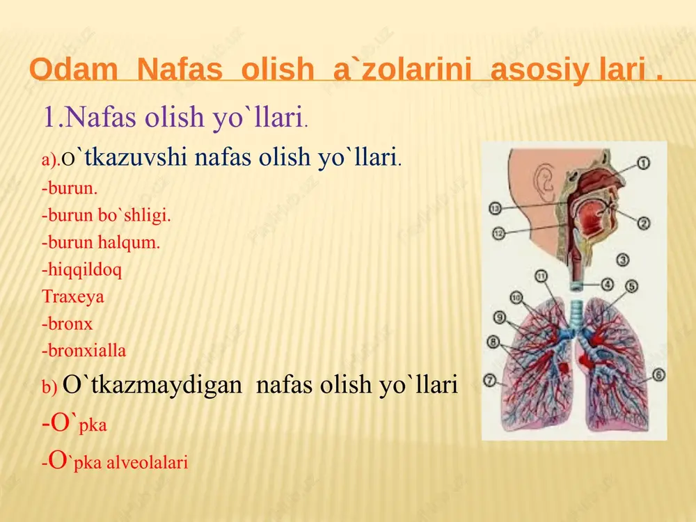pqog’ining tog’ayi ikki tomonda shilimshiq parda bilan qoplangan.u hiqildoq qopqog’ining yonlari bo’lib, chumchuqsimon tog’ay va hiqildoq qopqog’i urtasida chap va o’ng tomonda joylashgan ikkita burma hosil qiladi.bu burmalar chumchuqsimon tog’aylarning uchigacha cho’zilgan bo’lib, hiqildoq teshigini chegaralab turadi. hiqildoq musqullari orqadagi musqulli o’simtaga xiqildoq musqullari yopishadi. oldingi o’simta tovush o’simtasi deb ataladi.chunki chumchuqsimon tog’aylarning bu o’simtalardan halqasimon tog’ay burchagining ikkinchi yuzasiga qarab o’rtasida tovush yorig’i bo’lgan ikkita tovush payi tortilgan. nafas oladigan tovush yorig’i kengayadi, gapirganda esa tovush paylarining taranglashishi va bir-biriga yaqinlashishi tufayli hiqildoq tog’aylari bir-biri bilan turli usulda birikadi. qalqonsimon tog’ayning pastki tarmoqlari, halqasimon tog’ay va qalqonsimon tog’ayning oldingi egilishiga imqon beruvchi bo’g’imlari yordamida birikadi. chumchuqsimon tog’aylar ham halqasimon tog’ay bilan bo’g’imlar yordamida birikadi.shu tufayli ular tik o’q atrofida tovush teshigini kengaytiruvchi va toraytiruvchi harakat qiladi. halqasimon tog’ayning pastki cheti oldingi tomon halqasimon va qalqonsimon tog’aylar o’rtasidagi pay yordamida birikadi.tovush paylaridan yuqoriroqda ularga parallel holda qorincha paylari joylashgan. qorincha …