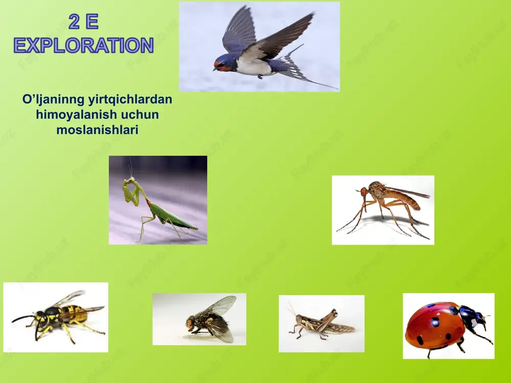 yirtqichlar va ularning o`ljalaridagi moslashishlar - Page 3