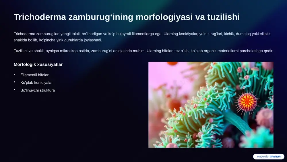 ichoderma biologik pestitsid sifatida ishlab chiqilgan. uning yordamida kimyoviy vositalarsiz o‘simlik kasalliklarini kamaytirish mumkin. u tuproq sifatini yaxshilash, hosildorlikni oshirish hamda agroekologik barqarorlikni ta'minlashda samarali vositadir. ko‘plab fermerlar uni o‘z ehtiyojlariga moslashgan holda qo‘llashmoqda. hosil oshirish kasallik nazorati tuproq unumdorligi 8 trichoderma zamburugʻining sanoatda qo'llanilishi sanoatda trichoderma fermentlari organik moddalarning parchalanishini tezlashtirish uchun ishlatiladi. ular tekstil, qog‘oz va oziq-ovqat sanoatida ham keng qo‘llaniladi. shuningdek, trichoderma asosida biologik mahsulotlar ishlab chiqarish sanoatining rivojlanishida muhim rol o‘ynaydi. bu zamburug‘ning ko‘p funktsiyali xususiyati uni sanoat uchun qimmatli resursga aylantiradi. ferment ishlab chiqarish organik moddalarni parchalash uchun tekstil sanoati to'qimachilikda biodegradasiya oziq-ovqat sanoati fermentativ jarayonlar 9 xulosa va muhokama trichoderma zamburugʻi biologiyasi uning morfologiyasi, oziqlanishi va ko‘payish usullari orqali mukammal tarzda o‘rganiladi. uning atrof-muhitdagi va sanoatdagi ahamiyati juda katta. trichoderma o‘sish va faolligini o‘rganish ekologiya va qishloq xo‘jaligida samarali qo‘llanilishi uchun asosiy poydevor hisoblanadi. bu zamburug‘ hazm jarayonlarida, mikoriz hosil qilishda va kasalliklarga qarshi …