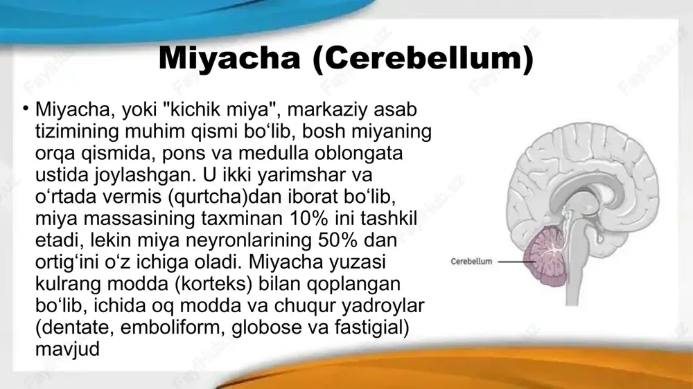 omirlarini o‘rab oladi. funksiyalari - himoya: miyani travma va zararli moddalardan saqlaydi. - qo‘llab-quvvatlash: qon tomirlar va nervlarni mustahkamlaydi. - likvor sirkulyatsiyasi: subarachnoid bo‘shliqda likvor oqimi, miyani ovqatlantirish va chiqindilarni chiqarish. pardalar koordinatsiya tizimiga ta‘sir qiladi, chunki ularning yallig‘lanishi (meningit) miya funktsiyalarini buzadi. kasalliklar: - meningit: bakterial yoki virusli infeksiya; bosh og‘rig‘i, qattiqlik va isitma. - subdural gematoma: travma natijasida qon quyilishi. image1.jpeg image2.jpeg image3.jpeg image4.jpeg image5.jpeg /docprops/thumbnail.jpeg