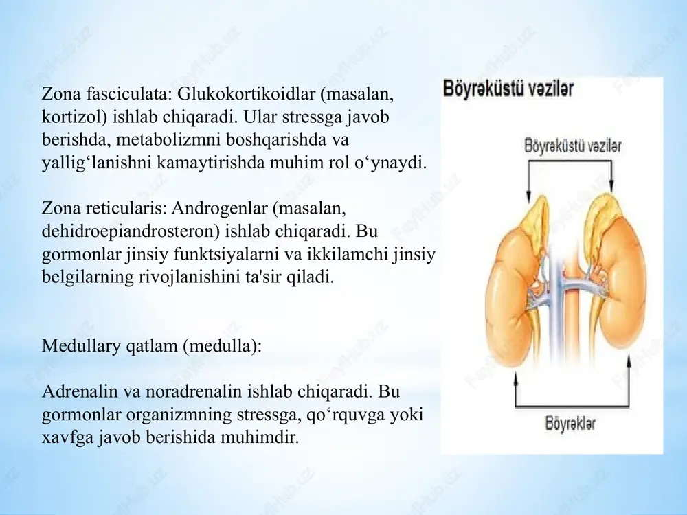 shi, kaliyning oshishi va boshqa elektrolitlarning disbalansi. 7. psixik o‘zgarishlar: depressiya, xayoliy o‘zgarishlar, kuchli tashvish hissi yoki irritabilitet. 8. gipoglikemiya: qon shakar darajasining pasayishi, bu esa qo‘shilma muammolarga olib kelishi mumkin. klinik belgilari: teri va shilliq pardalarning xarakterli "bronza", oltin-jigarrang pigmentatsiyasi kuchayadi. ishtaha sezilarli darajada pasayadi, oziq-ovqatning ko'rinishi va hidiga to'liq toqat qilmaslik. bemorlar ko'ngil aynishidan shikoyat qiladilar, bu alomatlar kuchayishi bilan nazoratsiz qusishga ay miyaning gipoksiyasi uyquchanlik va bosh aylanishi kuchayishi, ongni chalkashishi bilan namoyon bo'ladi buyraklardagi qon oqimining buzilishi tufayli glomerulyar filtratsiya yomonlashadi, siydik miqdori kamayadi, oliguriya rivojlanadi, keyin anuriya . klinik belgilari: 1.so’rab-surishtirish. endokrinolog anamnezni to'playdi. shikoyatlar o'tkir adrenal etishmovchilikning klinik ko'rinishini tasvirlaydi. bemorni tekshirganda, nutq va harakatlarning sekinligi, apatiya, terining xarakterli pigmentatsiyasi va zaif, sekin puls qayd etiladi. 2. laboratoriya tahlillari: qon tahlili: adrenal gormonlar (kortizol, aldosteron) va elektrolitlar darajasi. leykotsitlar, eritrotsitlar va gemoglobin darajasining ortishi, esr ortishi, gipoglikemiya, giperkalemiya va giponatremi bilan tavsiflanadi. siydik tahlili …