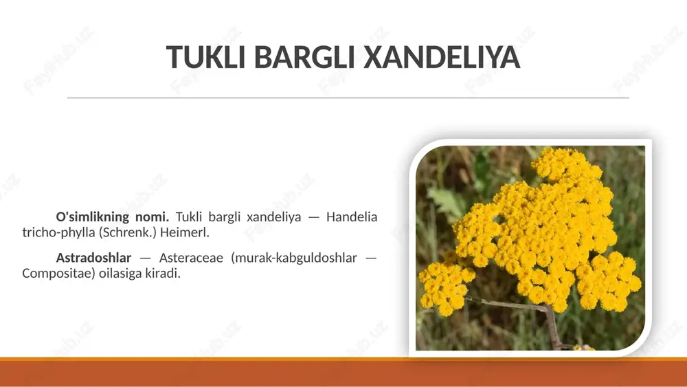 qqan. qirrasi mayda arras imon. gullari barg qo’ltig’idan chiqqan, yirik diametri 8 ba'zan 9-12 sm gacha yetadigan ikki jinsli, shingilsimon bo’lib, 6-9 (5-11) uchburchaksimon barglari bor. kosachabargi 5 ta, tojbarglari 5 ta, tepasi biroz o’yilgan, sertuk. mevasi dumaloq ko’p urug’li ko’sak. baxmalgul ildizi this presentation uses a free template provided by fppt.com www.free-power-point-templates.com mahsulotning tashqi ko`rinishi. tayyor mahsulot silindrsimon, uchiga qarab biroz ingichkalangan, ustki tomoni qo’ng’ir yoki sarg`ish-oq, uzunligi 35 sm gacha, diametri 0,5-1,5-2 sm li ildiz bo`laklaridan iborat. ildiz sertolali bo`lganidan sindirilganida osonlik bilan darrov titilib ketadi. mahsulotning o`ziga xos hidi va shirin mazasi bor. baxmalgul ildizi this presentation uses a free template provided by fppt.com www.free-power-point-templates.com mahsulotning tashqi ko'rinishi. mahsulot 30 sm gacha uzun-likdagi shoxlangan, serbarg va to'rt qirrali poya bo'laklari, barg-lar va gullar aralashmasidan tashkil topgan. barglari tuxumsimon, o'tkir uchli, yirik arrasimon qirrali bo'lib, uzun bandi yordamida poya va shoxlarida qarama-qarshi joylashgan. gullari uzun, tukli gul bandli …