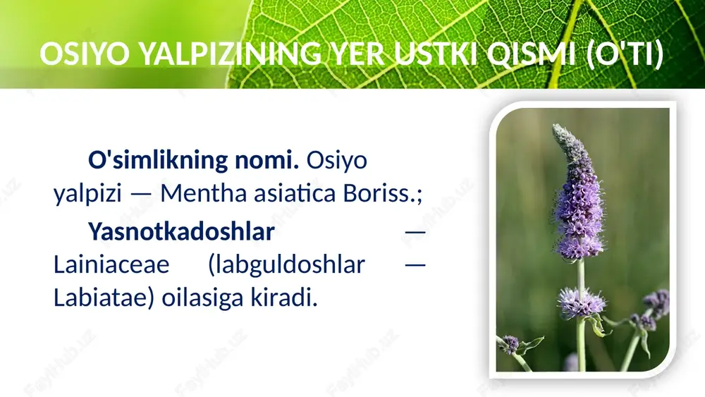 ee template provided by fppt.com www.free-power-point-templates.com geografik tarqalishi. o'rta osiyo, qrim, kavkaz, rossiyaning ovrupo qismining janubida va boshqa davlatlarda daraxt soyalarida, tog'li tumanlarda toshlar soyasida va boshqa soya yerlarda o'sadi. o'zbekistonning toshkent va surxondaryo viloyatlarida uchraydi. mahsulot tayyorlash. o'simlik to'liq gullagan vaqtida yuqori uchidan 20—30 sm uzunlikda (poyaning pastki bargsiz qismi olinmaydi) qirqib olinadi va soya, havo o'tib turadigan yerda quritiladi. dorivor limono't yer ustki qismi (o'ti) this presentation uses a free template provided by fppt.com www.free-power-point-templates.com dorivor limono't yer ustki qismi (o'ti) mahsulotning tashqi ko'rinishi. mahsulot 30 sm gacha uzun-likdagi shoxlangan, serbarg va to'rt qirrali poya bo'laklari, barg-lar va gullar aralashmasidan tashkil topgan. barglari tuxumsimon, o'tkir uchli, yirik arrasimon qirrali bo'lib, uzun bandi yordamida poya va shoxlarida qarama-qarshi joylashgan. gullari uzun, tukli gul bandli va osilgan ko'rinishida bo'lib, siyrak to'pgulga joylashgan. kosachasi tikanli tishli, gultojisi ikki labli, oq rangli. this presentation uses a free template provided by fppt.com www.free-power-point-templates.com …