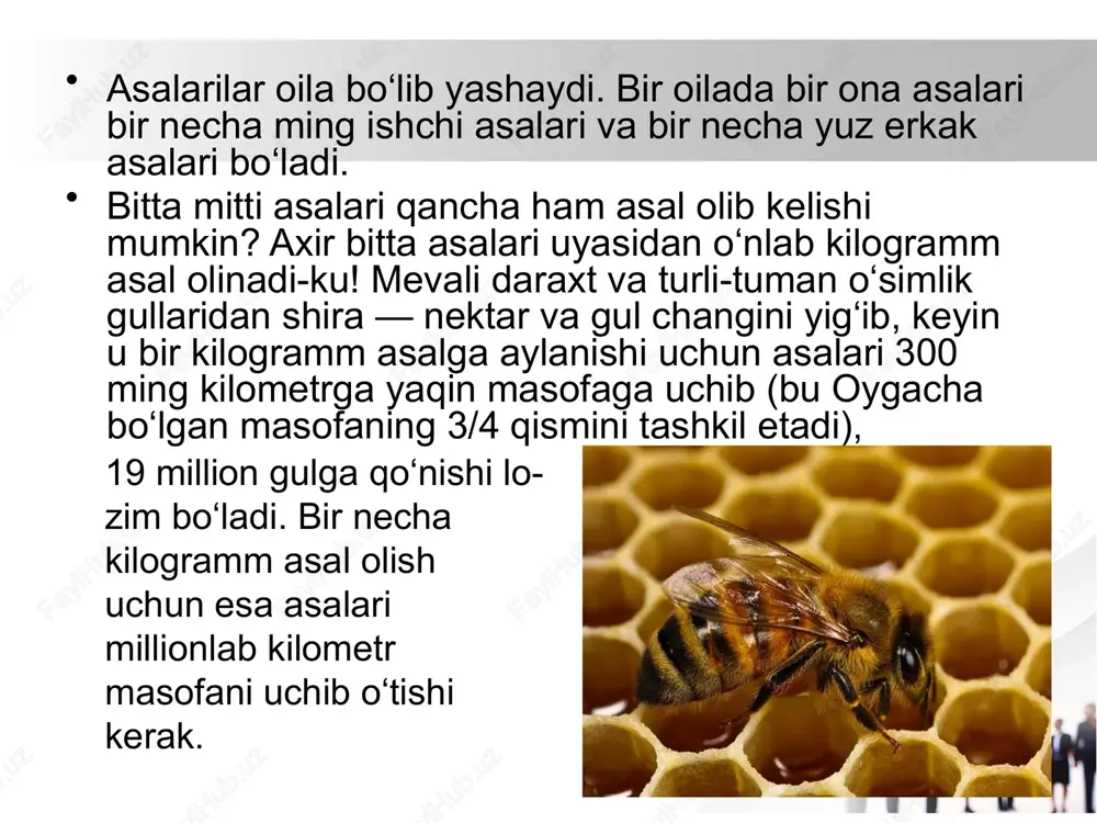 mumkinligini aytgan edi. asalarilar bo‘lajak ona-asalarini boqadigan maxsus aralashma – asalari suti ham qimmatbaho shifobaxsh dori hisoblanib, u yurak faoliyatini yaxshilaydi, ishtahani ochadi va organizmning turli kasalliklarga qarshilik ko‘rsatish qobiliyatini oshiradi. ammo asalarining eng qimmatbaho dorisi uning zaharidir. asalari chaqishi, albatta, noxush, bordi-yu bir yo‘la 400 asalari chaqsa, odam halok bo‘lishi ham hech gap emas. biroq asalari zaharidan to‘g‘ri foydalanilsa, u odamni ko‘pgina kasalliklardan xalos etadi. ekinlarni changlatishi asalarining yana bir ajoyib xususiyatidir. g‘o‘za, mahsar, beda kabi ekinlar asalarilar yordamida changlangan­da hosildorligi 20—25% ortadi. image1.jpeg image2.jpeg image3.jpeg image4.jpeg image5.jpeg image6.jpeg image7.jpeg image8.jpeg image9.jpeg image10.jpeg image11.jpeg image12.jpeg image13.jpeg image14.jpeg image15.jpeg image16.jpeg /docprops/thumbnail.jpeg