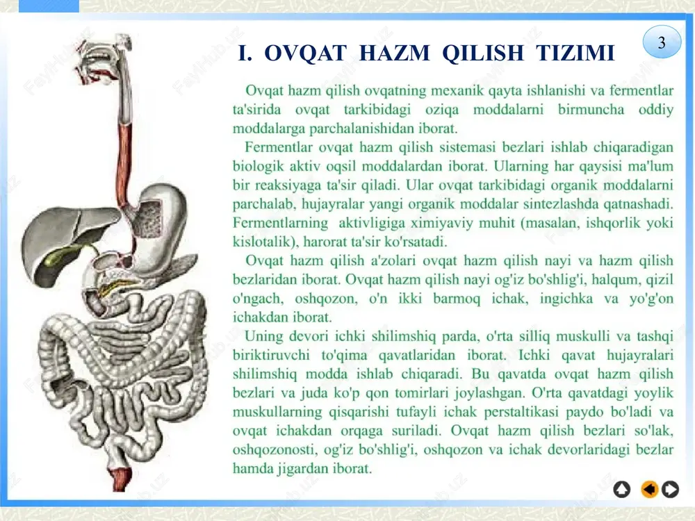 a o‘tkaziladi. bu bo‘shliq og‘iz va (yuqoridan) burun bo‘shlig‘ining davomi bo‘lib, ovqat va havo uchun umumiy yo‘ldir. u voronka shaklida bo‘lib, pastga qarab ingichkalashib (qizilo‘ngach tomonga) boradi. halqum 12–14 sm uzunlikdagi bo‘shliq bo‘lib, uning burun qismi (yuqorigi), og‘iz qismi (tomoq teshigi sohasi) va hiqildoq qismi (pastki) tafovut qilinadi. burun qismi yuqorida bo‘lib, unga burunning orqa teshiklari (o‘ng va chap xonalar) ochilib havoni burundan halqumga, undan esa hiqildoqqa o‘tkazadi. halqum menu front next 23 bundan tashqari, bu nay kuchli bosim o‘zgarishda (samolyotda uchayotganda, portlash vaqtida, kuchli tovush to‘lqini hosil bo‘lganida) hayotiy ahamiyatga ega bo‘lib, yuqoridagi holatlarda og‘iz ochilib turishi maqsadga muvofiqdir (bunday tashqaridagi kuchli atmosfera bosimi eshitish nayi va tashqi quloq orqali bir xil ta’sir etib, eshitish pardasini yorilishdan saqlab qoladi. halqum ikkinchi (o‘rta qismi) tomoq teshigi orqasida bo‘lib, u og‘iz qismideb ataladi. halqumning yuqorigi (ensa suyagi sohasi) devori, orqa devori (bo‘yin umurtqalari), old devori (asosan og‘iz va burunga ochiladigan teshiklar) …