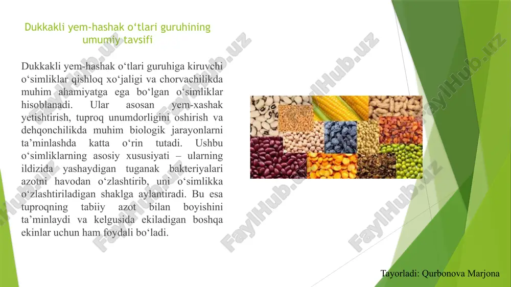 zilishi esa oziqa sifatini belgilovchi asosiy morfologik xususiyatlaridan hisoblanadi. shu bois beda o‘simligi nafaqat yem-xashak sifatida, balki tuproq unumdorligini oshiruvchi muhim ekin sifatida ham qadrlanadi. tayorladi: qurbonova marjona poyasi, gullari va mevasining morfologik xususiyatlari beda poyasi ko‘p yillik bo‘lgani uchun har bir vegetatsiya davrida yangidan rivojlanib chiqadi. poyasi asosan tik o‘suvchi, ba’zan esa yonboshiga yotib ketuvchi shaklda bo‘lishi mumkin. u ko‘p sonli shoxchalarga bo‘linadi, bo‘g‘in oralari nisbatan qisqa, lekin zich barglangan bo‘ladi. poyasining balandligi 40–90 sm gacha yetadi, ayrim navlarida esa 1 metrdan ham balandroq bo‘lishi mumkin. yosh poyalar yumshoq, yashil rangda, mo‘rt tuzilishga ega, biroq o‘sib borgan sari qisman qattiqlashadi va tolalashadi. poya o‘z tarkibida ko‘p miqdorda suv, oqsil va mineral moddalarni saqlaydi, bu esa bedaning yem sifatida qiymatini oshiradi. tayorladi: qurbonova marjona beda gullari dukkaklilar oilasiga xos bo‘lib, mayda, biroq ko‘p sonli holda to‘plangan bo‘ladi. gullari asosan boshoqsimon yoki shingilsimon to‘pgullarda joylashadi. ularning ranglari ko‘pincha binafsha, siyohrang, ko‘k …