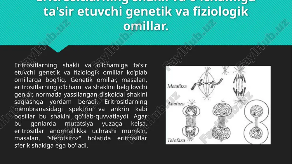 a gemoglobinning afiniteti ph darajasiga bog'liq. eritrositlarning faoliyatiga ta'sir etuvchi kasalliklar va atrof-muhit omillari. kasalliklardan biri anemiya bo'lib, bu holat eritrositlar sonining kamayishi yoki ularning samaradorligining pasayishi bilan tavsiflanadi. anemiya turi va sababiga qarab eritrositlarning shakli va o'lchami o'zgarishi mumkin. masalan, temir yetishmovchiligi anemiyasida eritrositlar kichik va rangsiz bo'ladi, chunki temir gemoglobin sintezida muhim rol o'ynaydi. megaloblastik anemiya esa vitamin b12 yoki foliy kislotasining yetishmasligi sababli eritrositlarning hajmini oshiradi. hemolitik anemiyada esa eritrositlarning tezda parchalanishi natijasida ularning hayot sikli qisqaradi. atrof-muhit omillari ham eritrositlarning faoliyatiga katta ta'sir ko'rsatadi. misol uchun, yuqori balandlikda yashovchi odamlar va tog'larda ishlovchilar kislorod yetishmovchiligi (gipoksiya) holatiga duchor bo'lishadi. bunday sharoitlarda, organizm ko'proq eritrosit ishlab chiqarish uchun eritropoetin (epo) gormonini chiqaradi. buning natijasida eritrositlar soni va o'lchami ortadi, bu kislorod tashish qobiliyatini yaxshilaydi. atrof-muhitdagi ifloslanish, xususan, havodagi uglerod oksidi yoki boshqa zararli gazlar eritrositlarning faoliyatiga ta'sir qilishi mumkin. bu gazlar eritrositlarning kislorod bilan bog'lanish qobiliyatini pasaytiradi …