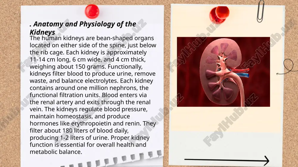 kidney.pptx - Page 3