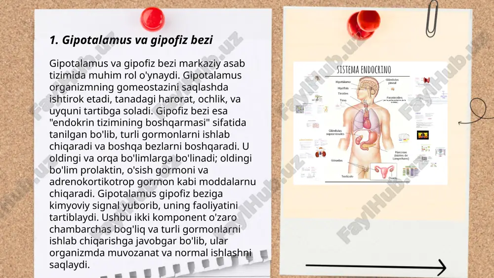 ganlar ishiga ta’sir ko‘rsatishi mumkin. masalan, gipotiroidizm qalqonsimon bez faoliyatining pasayishi bilan bog‘liq va 1000 kishidan taxminan 5 ta hollarda kuzatiladi. diabet esa insulinning yetishmovchiligi yoki qarshilik natijasida paydo bo‘lib, jahonda yetti yetti milliondan ortiq odamda uchraydi. polikistik tuxumdon sindromi (pcos) esa reproduktiv yoshdagi ayollarning 10% foiziga ta‘sir qiladi. gormonal disfunktsiyalar diagnostikasi va davosi uchun turli laborator tekshiruvlar talab qilinadi. ... t.me/slaydai_bot 7. qandli diabet qandli diabet, yoki diabet kasalligi, dunyoda keng tarqalgan metabolik kasallik bo‘lib, qonda glükoza miqdorining ortishi bilan tavsiflanadi. 2-tip diabet 90-95% hollarda uchraydi va asosan yoshi kattalarda rivojlanadi. jahon sog‘liqni saqlash tashkiloti ma’lumotiga ko‘ra, 2021-yilda dunyoda tahminan 537 million kattalar diabet bilan yashagan. o‘zbekistonda esa 2020-yilda qandli diabet bilan kasallanganlar soni taxminan 2 million kishini tashkil etgan. diabetning oldini olish uchun sog‘lom ovqatlanish, jismoniy faollikni oshirish va normal tana og‘irligini saqlash muhimdir. diabetning asosiy simptomlariga chanqoqlik, tez-tez siyish va charchoq kiradi. ... t.me/slaydai_bot qalqonsimon bez va …