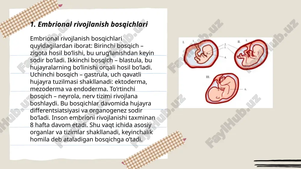 chda hujayralar zich joylashgan va turli hujayra qatlamlari hali shakllanmagan. morula keyinchalik blasto'laza hosil qilish uchun davom etadi, bu esa keyingi rivojlanish bosqichlarini tashkil etadi. morula bosqichi uchun vaqt va hujayra soni har xil bo'lishi mumkin, lekin umumiy jarayon o'xshash. ... t.me/slaydai_bot 7. blastula shakllanishi blastula shakllanishi hayvonlar embrional rivojlanish jarayonida yuzaga keladigan muhim bosqichdir. bu jarayon urug'langan tuxum hujayrasining mitoz bo'linishlar qatlamidan keyin boshlanadi. blastula – ko'p hujayrali, ichi suyuqlik bilan to'ldirilgan tuzilma bo'lib, asosan blastomerlar deb ataluvchi hujayralardan iborat. ushbu struktura odatda hayotning dastlabki 4-5 kunida hosil bo'ladi, lekin bu vaqt turga qarab o'zgarishi mumkin. odatda, blastula bosqichida hujayralar soni 128 ga yetishi mumkin. ushbu jarayon davomida embrionning tashqi qatlami blastodermani hosil qiladi. blastula shakllanishi keyinchalik gastrulatsiya jarayoniga o'tadi. ... t.me/slaydai_bot gastrulyatsiya - bu embrion rivojlanishining erta bosqichidir, unda blastula murakkabroq tuzilishga aylanadi. bu jarayon uchta asosiy qatlamni hosil qiladi: ektoderma, mezoderma va endoderma. gastrulyatsiya ko'pincha kuchli hujayra …