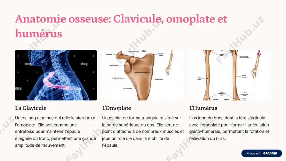 ture. causes fréquentes surentraînement ou mouvements répétitifs traumatismes directs (chutes, coups) mauvaise technique lors d'exercices déséquilibres musculaires prévention essentielle échauffement adéquat avant l'activité renforcement musculaire équilibré étirements réguliers correction de la posture repos suffisant https://gamma.app/?utm_source=made-with-gamma exercices pour renforcer et étirer les muscles de l'épaule maintenir des épaules fortes et flexibles est la clé de la santé articulaire. intégrez ces exercices à votre routine pour améliorer la force, la flexibilité et la prévention des blessures. n'oubliez pas de consulter un professionnel avant de commencer tout nouveau programme d'exercices. https://gamma.app/?utm_source=made-with-gamma questions & réponses avez-vous des questions sur l'anatomie, la fonction ou la santé de la ceinture scapulaire et des muscles de l'épaule? https://gamma.app/?utm_source=made-with-gamma