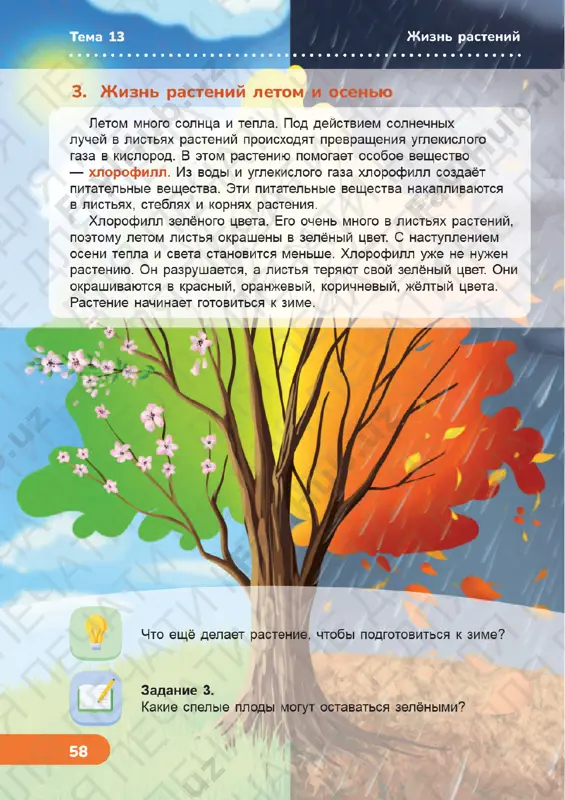 estestvoznanie 3 klass uroki 13-21 - Page 3