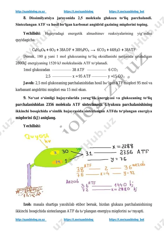 f da to‘plangan energiya 2880 kj. 10. agar nukleotidlar orasidagi masofa 0,34 nm ekanligini hisobga olsak, 90 ta aminokislotadan iborat oqsilni kodlovchi dnk fragmentidagi nukleotidlar sonini va dnk uzunligini toping. yechilishi: 1 ta aminokislotani i-rnk ni 3 ta nukleotidlari kodlaydi. proporsiya tuzamiz 1 ta aminokislota ———— 3 ta nukleotid kodlaydi 90 ta —————— x 𝑥 = 3 ×90 1 = 270 270 i-rnk dagi jami nukleotidlar hisoblanadi. shu vaqtda dnkda undan 2 barobar ko‘p nukleotidlar bo‘ladi. ya’ni 540 ta. dnk ni uzunligini topish uchun undagi jami nukleotidlar sonini 2 ga bo‘lib olamiz chunki dnk 2 zanjirli bo‘lgani uchun 540 : 2 = 270 uzunligini topish uchun 0,34 nm ga ko‘paytiramiz 270 × 0,34 = 91,8 nm ekan. javob: 90 ta animokislotani kodlovchi dnk fragmentidagi nukleotidlar soni 540 ta va uzunligi esa 91,8 nm bo‘ladi. 11. 1 ta aminokislotani 3 ta nukleotid kodlaydi. har bir nukleotidlar orasidagi masofa 0,34 nm ga …