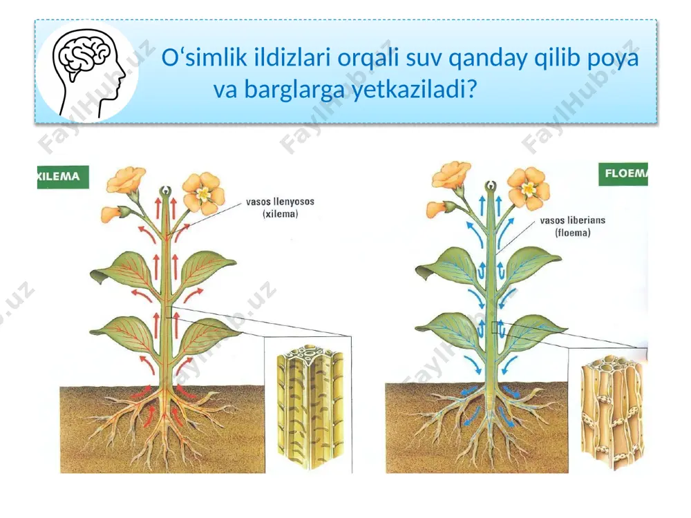 26-mavzu. tirik organizmlarda moddalar transporti - Page 3