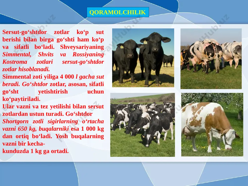 sutemizuvchilar sinfiga mansub chorva mollari,, - Page 3