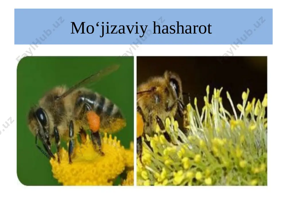 mo'jizaviy hasharot - Page 3