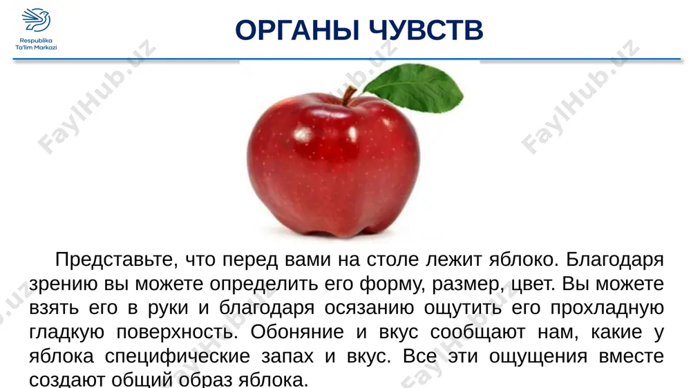golovnogo mozga zritelnaya zona kori zatilochnoy doli golovnogo mozga povtorim obonyatelnaya zona kori visochnoy doli golovnogo mozga domashnee zadanie: zadanie dlya samostoyatelnoy raboti prochitat i pereskazat § 52; vipisat v tetrad osnovnie termini i ponyatiya; vipolnit zadaniya v kontse paragrafa. spasibo za vnimanie image11.png image12.png image13.png image14.png image15.jpeg image16.jpeg image17.jpeg image18.emf image19.emf image20.emf image21.png image22.jpeg image23.jpeg image24.jpeg image25.png image26.emf image27.png image28.gif image29.png image30.png image31.png image32.png image33.emf image34.jpeg image35.jpeg