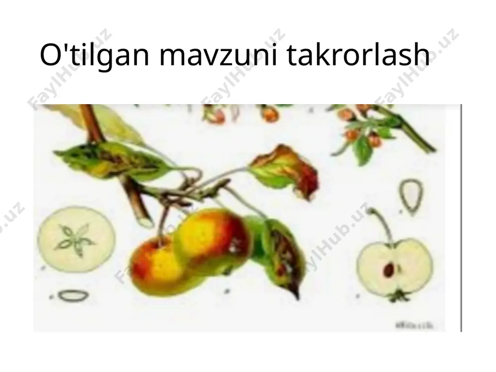 mavzu_tabiatni(1) - Page 3