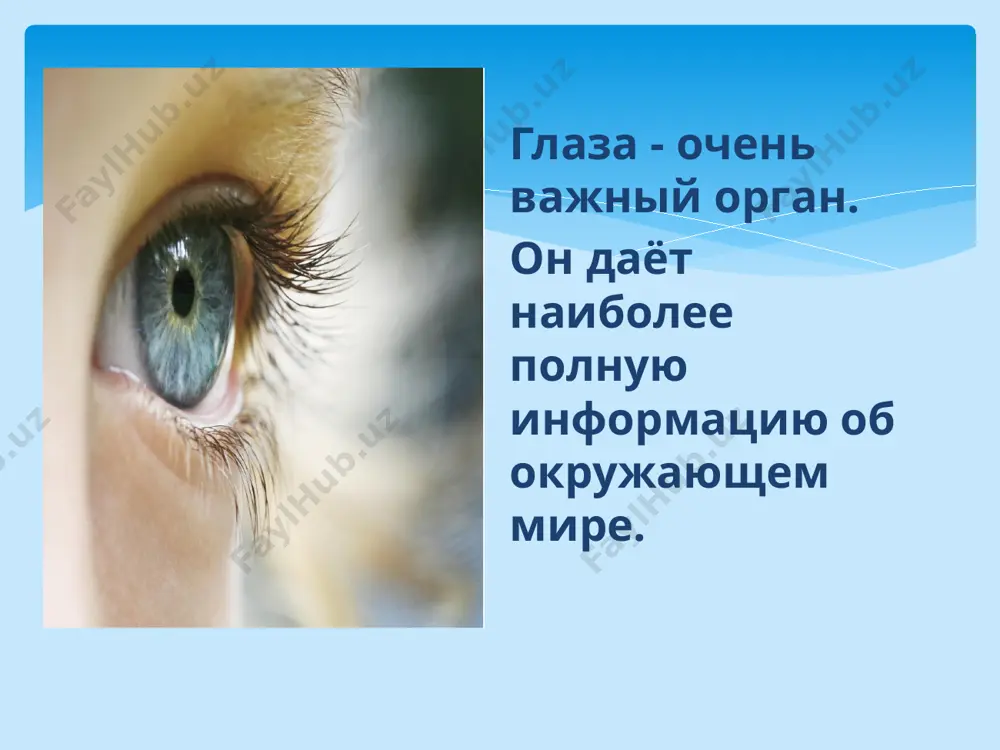 glaza - organ zreniya - Page 3