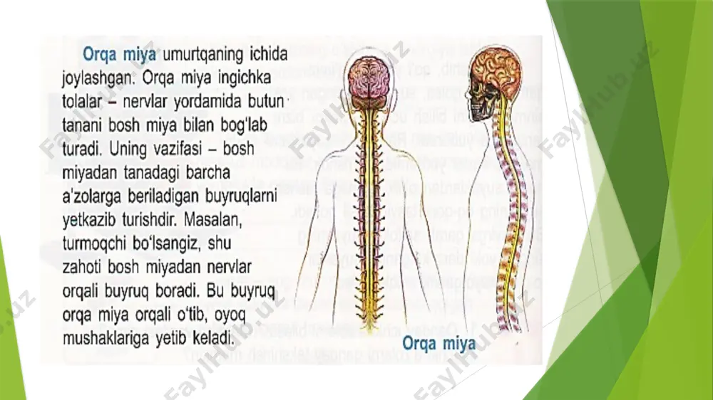 miya va asab tizimi.4-sinf. absatova guzal - Page 3