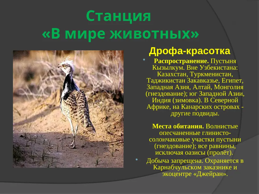 kashkadarya, kizildarya, aksu, sherabaddarya, machaydarya (zapadniy pamiro-alay). mesta obitaniya. pribrejnie uchastki presnovodnix vodoyomov, bogatix riboy. dobicha zapreshena. oxranyaetsya v gissarskom zapovednike. stantsiya «v mire jivotnix» stepnoy orel rasprostranenie. plato ustyurt, ravninnie i nizkogornie rayoni. mesta obitaniya. ravnini i nizkogorya. dobicha zapreshena. stantsiya «v mire jivotnix» terkestanskiy beliy aist rasprostranenie. srednee techenie r, sirdarya, ferganskaya dolina, predgorya turkestanskogo xr., yug surxandarinskoy obl. ,xorezmskiy, buxarskiy, samarkandskiy, tashkentskiy oazisi mesta obitaniya. oazisi, oroshaemie polya, bolota, berega rek. dobicha zapreshena. stantsiya «v mire jivotnix» irbis (snejniy bars) obitaet v gornix massivax tsentralnoy azii. irbis otlichaetsya tonkim, dlinnim, gibkim telom, otnositelno korotkimi lapami, nebolshoy golovoy i ochen dlinnim xvostom. 200—230 sm, vesit do 55 kg. okraska mexa svetlaya dimchato-seraya s koltseobraznimi i sploshnimi tyomnimi pyatnami. v nastoyashee vremya chislennost irbisov katastroficheski mala. stantsiya «tsvetik semitsvetik» ferula muskatnaya kratkoe opisanie. mnogoletnee travyanistoe rastenie visotoy do 60 sm. tsvetyot v iyune, plodonosit v iyule. rasprostranenie. xrebti nuratau, …