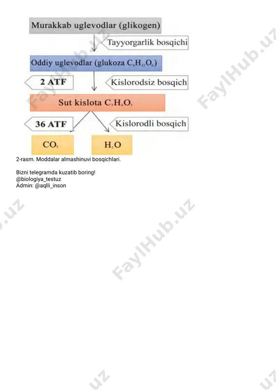 @biologiya_testuz - Page 3