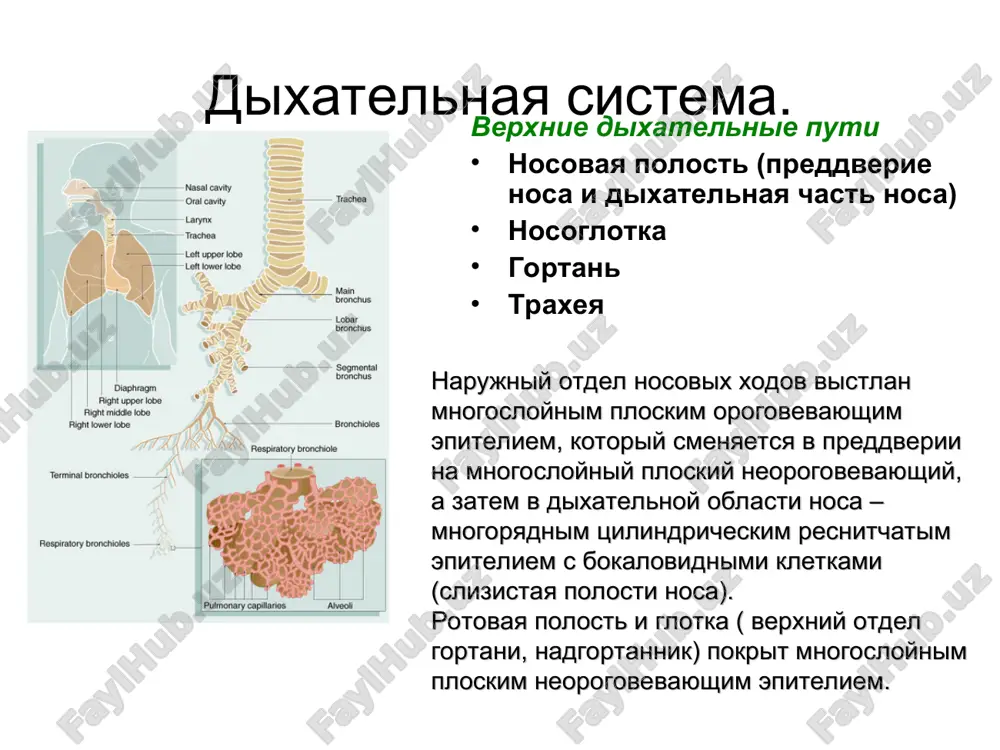 laboratornaya diagnostika zabolevaniy bronxo-lyogochnoy sistemi - Page 4