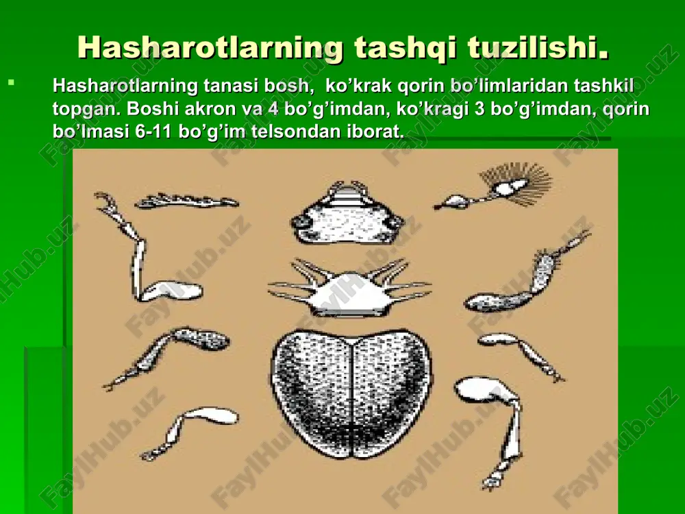 qismi ustki tomonida tana bo'ylab joylashgan muskulli naychadan iborat. hasharotlarning qoni – gemolimfa rangi sariq, yashil yoki rangsiz bo’ladi. gemolimfa plazma va qon hujayralari –gemositlardan tashkil topgan. hashsrotlar qoni tarkibining 75% ini suv, umumiy tuzlari miqdori 3% ni, 6.6% - oqsillar, aminokislotalar 12 % ni tashkil etadi. qoni tarkibida yog’lar doimiy emas, ozig’iga bog’liq. gemolimfa tarkibida glyukoza doimiy mavjud bo’lib, muskullarida energiya hosil qilishda ishtirok etadi. yurakdan tananing bosh tomoniga qarab bitta kalta qon tomiri ketadi. yuragi 4-10 kamerali, yonboshida 2 juft klapanli teshikchalari mavjud. bu tomirning uchi tana bo'shlig'iga ochiladi. yurak qisqarganida qon yurakdan ana shu tomir orqali bosh tomonga haydaladi va u yerdan tana bo'shlig'iga kelib quyiladi. yurak kengayganda esa qon tana bo'shlig'idan yurakning ikki yonidagi teshikchalar orqali uning ichiga o'tadi. shunday qilib, yurak muskullarining dam-badam qisqarishi tufayli qon yurakdan tana bo'shlig'ining oldingi tomoniga quyiladi, u yerdan orqa tomonga oqadi. nafas olish sistemasi nafas olish sistemasi tana bo'shlig'ida …