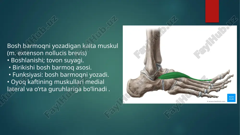 anatomiyadan oyoq panja mushaklari mavzusiga pptx - Page 4