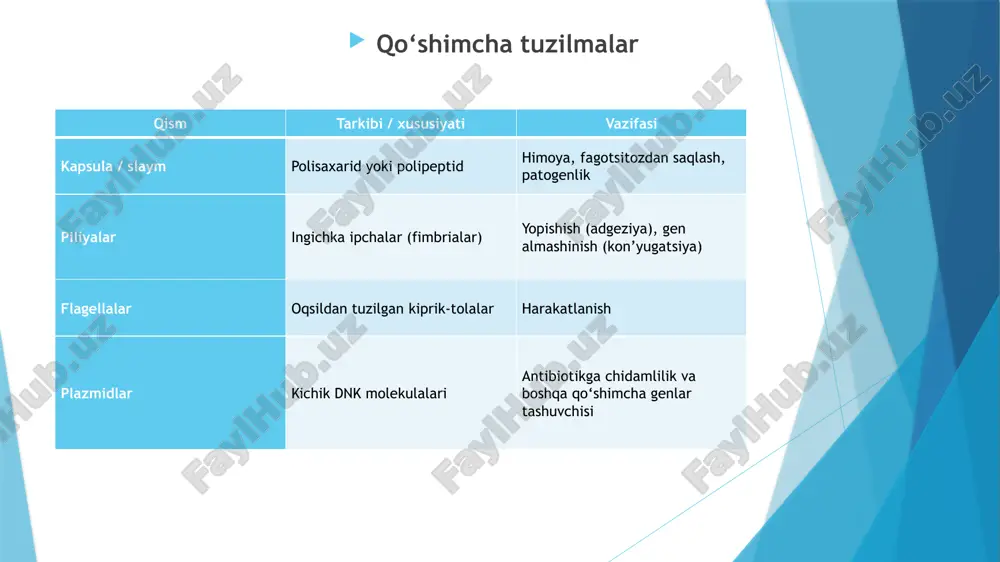 rtovka, filtr qog‘ozi. reaktivlar: kristall violet (gentian fiolet) – asosiy bo‘yoq, lugol eritmasi (yod eritmasi) – mordant (mustahkamlovchi vosita), spirt yoki asetondagi spirt – differensial yuvuvchi vosita,safranin yoki fuksin – qarshi bo‘yoq ishning borishi: predmet oynachada bakteriya surtmasi tayyorlanadi va olovda fiksatsiya qilinadi. mazok ustiga kristall violet tomizilib, 1 daqiqa davomida ushlab turiladi. suv bilan yuviladi. keyin lugol eritmasi tomizilib, 1 daqiqa davomida ushlab turiladi (bo‘yoq hujayrada mustahkamlanadi). suv bilan yuviladi. preparat ustiga spirt yoki asetondagi spirt tomizilib, 15–30 soniya ushlab turiladi (gram-manfiy bakteriyalardan bo‘yoq yuviladi). suv bilan yuviladi. qarshi bo‘yoq sifatida safranin yoki fuksin 30 soniya–1 daqiqa davomida qo‘yiladi. suv bilan yuviladi va filtr qog‘ozi bilan quritiladi. mikroskopda immersiya obyektivi ostida ko‘riladi. ziehl-neelsen bo‘yash usuli maqsad: ziehl-neelsen usuli kislotaga chidamli bakteriyalarni (sil va moxov qo‘zg‘atuvchisi) kislotaga chidamli bo‘lmagan bakteriyalardan farqlash uchun mo‘ljallangan. kerakli jihozlar: mikroskop (immersiya obyektivi bilan), predmet oynachalar, immersiya moyi, inokulyatsion ilgak, spirtovka, filtr qog‘ozi. reaktivlar: karbol-fuksin …