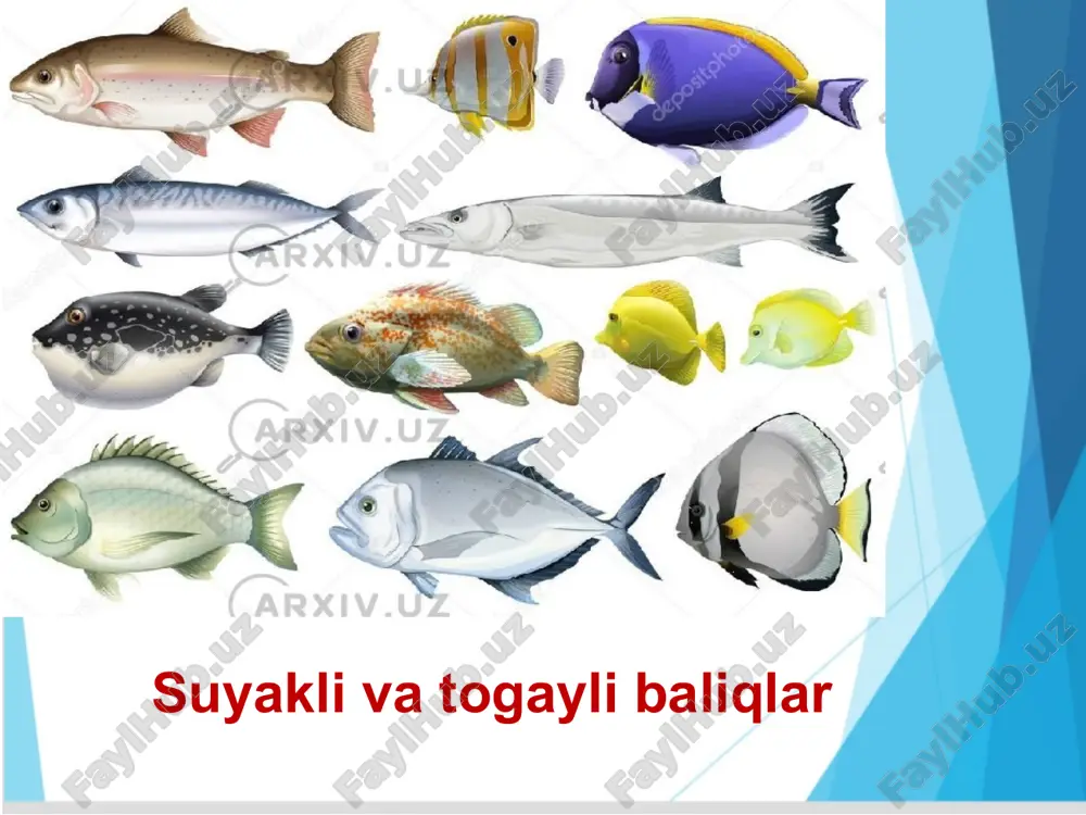 suyakli baliqlarning tashqi tuzilishi - Page 4