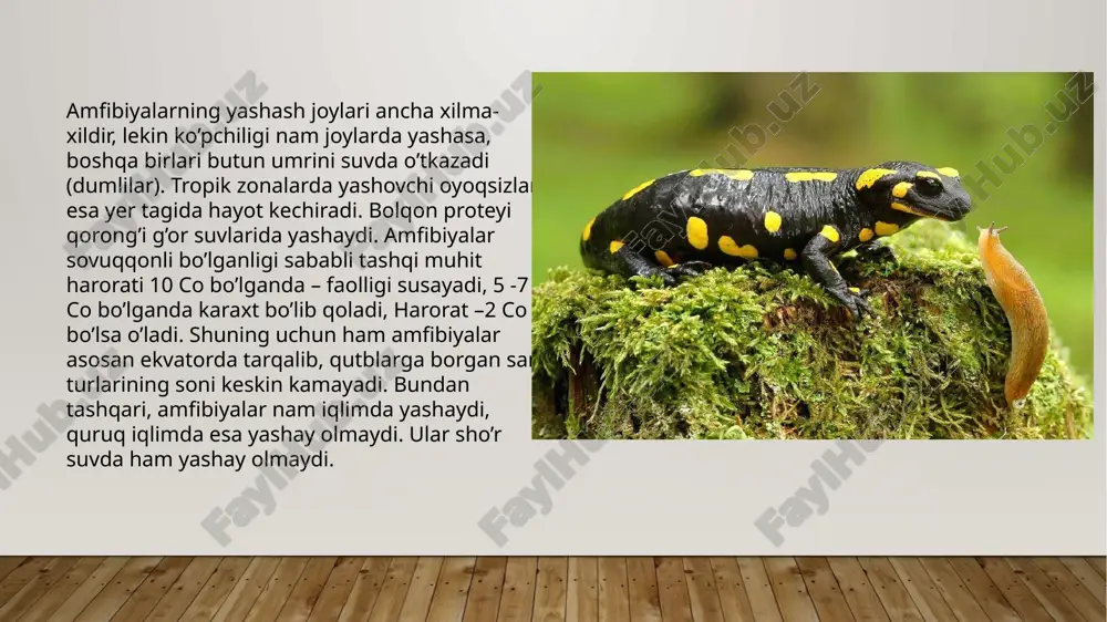 dumlilar turkumi va ularning oilasi - Page 4