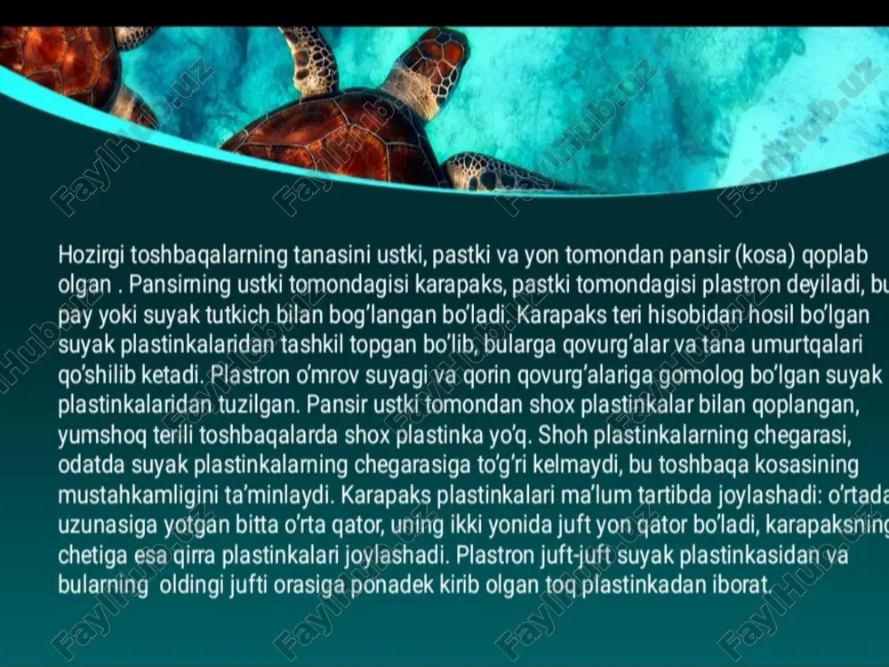 toshbaqalar - Page 4