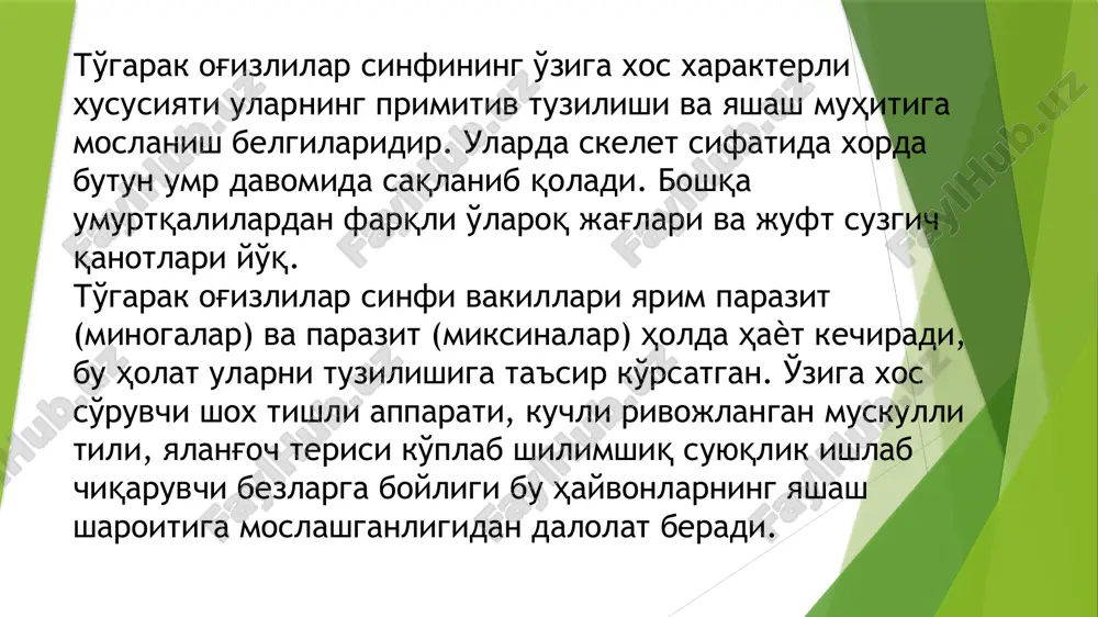 yak to’qimasi rivojlanmagan, xordasi hayoti davomida saqlanib qoladi. juft suzgichlari va haqiqiy jag’lari bo’lmaydi. og’zi to’garak shaklida. xaltasimon jabralari endodermadan kelib chiqqan. jabra skeleti teri ostida joylashgan. ichki qulog’ida faqat ikkita chala doira naylar bo’ladi. jag’sizlar – eng qadimgi umurtqalilar. qadimgi geologik davrlarda ular juda xilma-xil va ko’p bo’lgan. hozirgi davrgacha faqat miksinalar va minogalar saqla-nib qolgan. bu katta sinfga faqat to’garak og’izlilar sinfi kiradi. image1.png image2.png image3.png image4.png image5.png image6.png image7.png image8.png