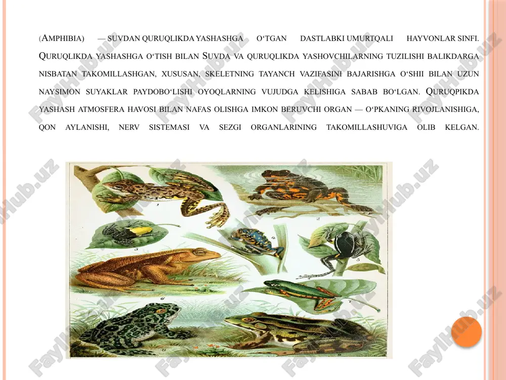 quyiladi. yurak bo’limlarining qisqarishidan qon umumiy teshik orqali yurak qorinchasiga o`tadi. ayiruv organlari voyaga yetgan baqalarda tana buyrak-mezonefrosdan iborat. buyraklardan bir juft siydik yo’li chiqadi. siydik pufagi qisqarganda siydik yana kloakaga chiqariladi. erkaklarida juft urug’don bo’lsa-da, urug’ chiqarish yo’llari yo`q. urug’ kanali buyrakning oldingi qismii orqali o`tib vol’f kanaliga quyiladi. shunday qilib, vol’f kanali ham siydik yo’li ham urug’ yo’li vazifasini bajaradi. vol’f kanali kloakaga olishdan oldin kengayib urug’ pufagini xosil qiladi. tuxumdonlari ham juft bo`lib, tana bo`shlig`ida joylashadi. pishgan tuxum hujayralari tuxum yo’lining og’ziga tushadi. tuxum yo’llari kloakaga ochiladi. baqalarning urug’lanishi tashqi, ikralaridan lichinkalar-itbaliq chiqadi. lichinkalari faqat suvda yashaydi, jabra bilan nafas oladi. qonaylanish sistemasi baliqlarni qonaylanish sistemasiga o’xshash. yon chiziq organi bor, dum suzgich qanoti yordamida suzadi. keyin lichinka metamorfozga uchrab, uning organlari keskin o`zgaradi. beshbarmoqli oyoqlar xosil bo`ladi, dumlari yon chiziq organlari yo`qolib ketadi. jabralari yo`qolib, o’pka rivojlanadi va xokazo. devon davrining oxirlarida chuchuk suvlarda yashovshi shotka …