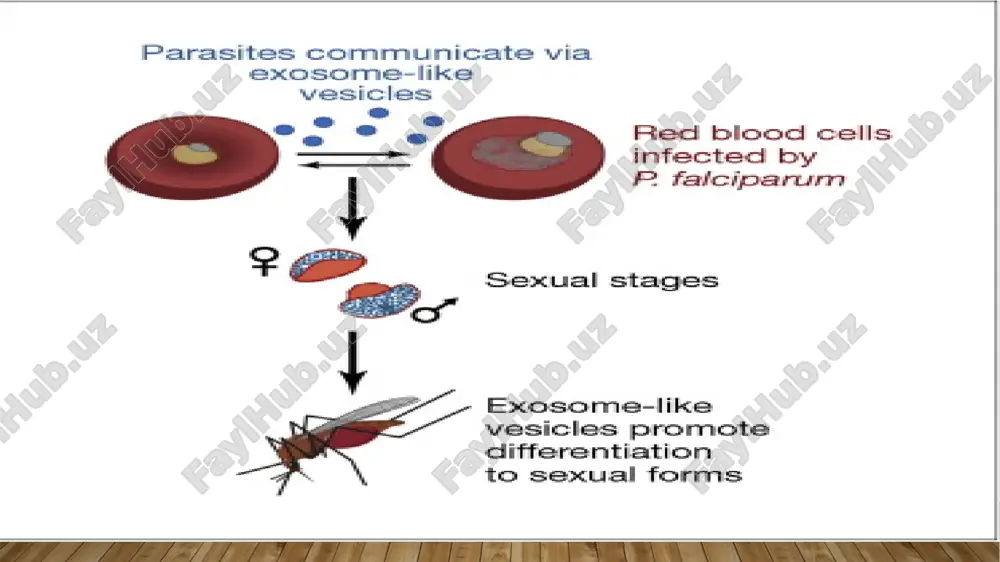 qon sporalilari - haemosporidia - Page 4