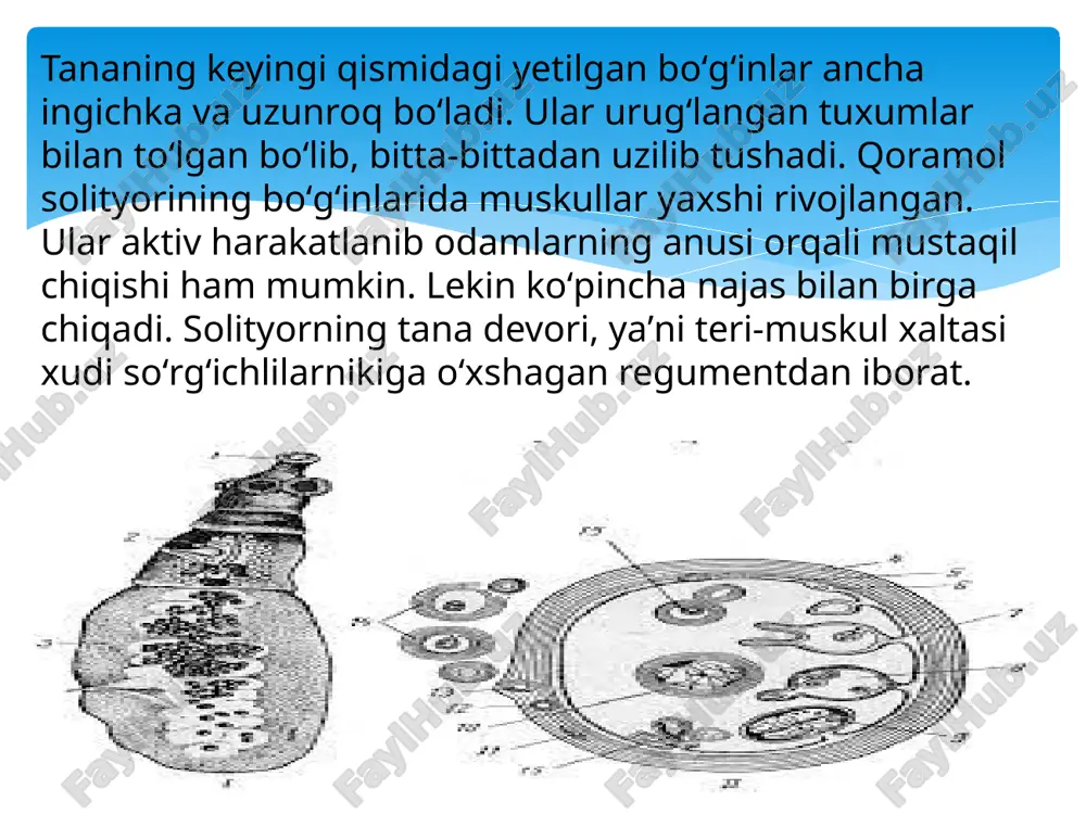 qoramolsolityorituzilishi - Page 4