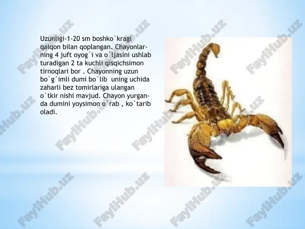 o`zbekistonda tarqalgan chayonlar - Page 4