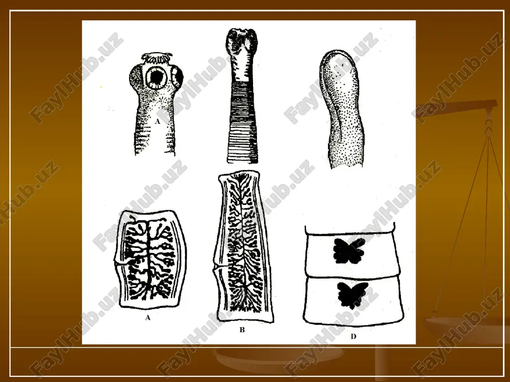 mbiotik munosabatlar bilan bog’liq. 6. monogeniyalarnining kipriklilarga o’xshash ajdodi kvartirant bo’lgan. 7. ular baliqlar jabrasi, terisi, suzgichlariga yopishib,dastlab teri shilimshig’i bilan oziqlangan; keyinroq to’qima va qon bilan oziqlanishga o’tgan. 9. dastlab jabralarda parazitlik qilgan hayvonllar og’iz bo’shlig’i orqali ichakka teshib, parazitlik qilishga o’tgan. 10.qadimgi monogeniyalardan tasmasimonlar, sestodsimonlar kelib chiqqan. 11.endoparazit hayot kechirish tana tuzilishi soddalashuvi, ichak, sezgi organ-larini yo’qolib, jinsiy organlarni kuchli rivojlanishiga olib kelgan. 12. so’rg’ichlilar evolyutsiyasi qadimgi erkin yashovchi kipriklilarning mollyuskalar bilan simbiotik munosabatlariga borib taqaladi. image1.jpeg image2.jpeg image3.jpeg image4.png image5.jpeg image6.png image7.jpeg