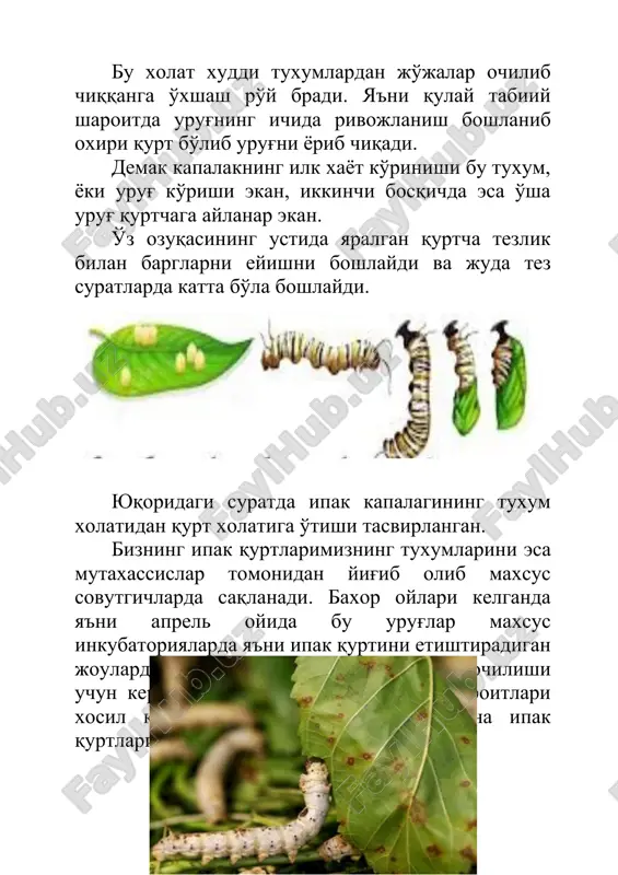 tsikli. 4. kapalak tsikli. savollarga javob beriladi. takrorlash va mustaxkamlash uchun savollar: 1. kapalakning xayot tsikllarini sanab bering? 2. kapalaklar qancha muddat yashashlari mumkin? 3. ipak qurtini asosiy ozuqasi nima xisoblanadi? 4. pilla qanday xosil bo'ladi?