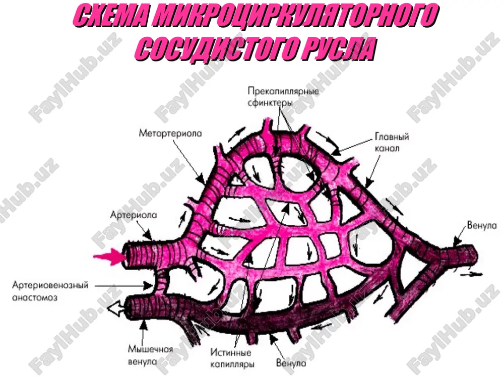 hechnix klubochkov vinosyashie arterioli peritubulyarnie kapillyari venuli pryamie sosudi home_inside: rov postupaet v pochku po pochechnoy arterii , kotoraya razvetvlyaetsya snachala na mejdolevie arterii , zatem na dugovie arterii i mejdolkovie arterii , ot poslednix otxodyat prinosyashie arterioli , snabjayushie krovyu klubochki. iz klubochkov krov, ob'em kotoroy umenshilsya, ottekaet po vinosyashim arteriolam. dalee ona techet po seti peritubulyarnix kapillyarov , naxodyashixsya v pochechnom korkovom veshestve i okrujayushix proksimalnie i distalnie izvitie kanaltsi vsex nefronov i petli genle korkovix nefronov. ot etix kapillyarov otxodyat pochechnie pryamie sosudi , idushie v pochechnom mozgovom veshestve parallelno petlyam genle i sobiratelnim trubkam. funktsiya obeix sosudistix sistem - vozvrashenie krovi, soderjashey tsennie dlya organizma pitatelnie veshestva, v obshuyu krovenosnuyu sistemu. cherez pryamie sosudi protekaet znachitelno menshe krovi, chem cherez peritubulyarnie kapillyari, blagodarya chemu v interstitsialnom prostranstve pochechnogo mozgovogo veshestva podderjivaetsya visokoe osmoticheskoe davlenie, neobxodimoe dlya obrazovaniya kontsentrirovannoy mochi. 20 mm rt. st 60 mm rt. …